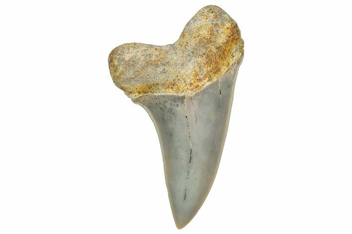 Fossil Shark Tooth (Carcharodon planus) - Bakersfield, CA #351457